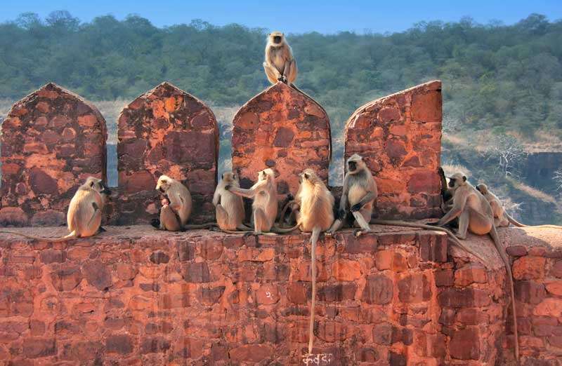 Wildlife van Ranthambore
